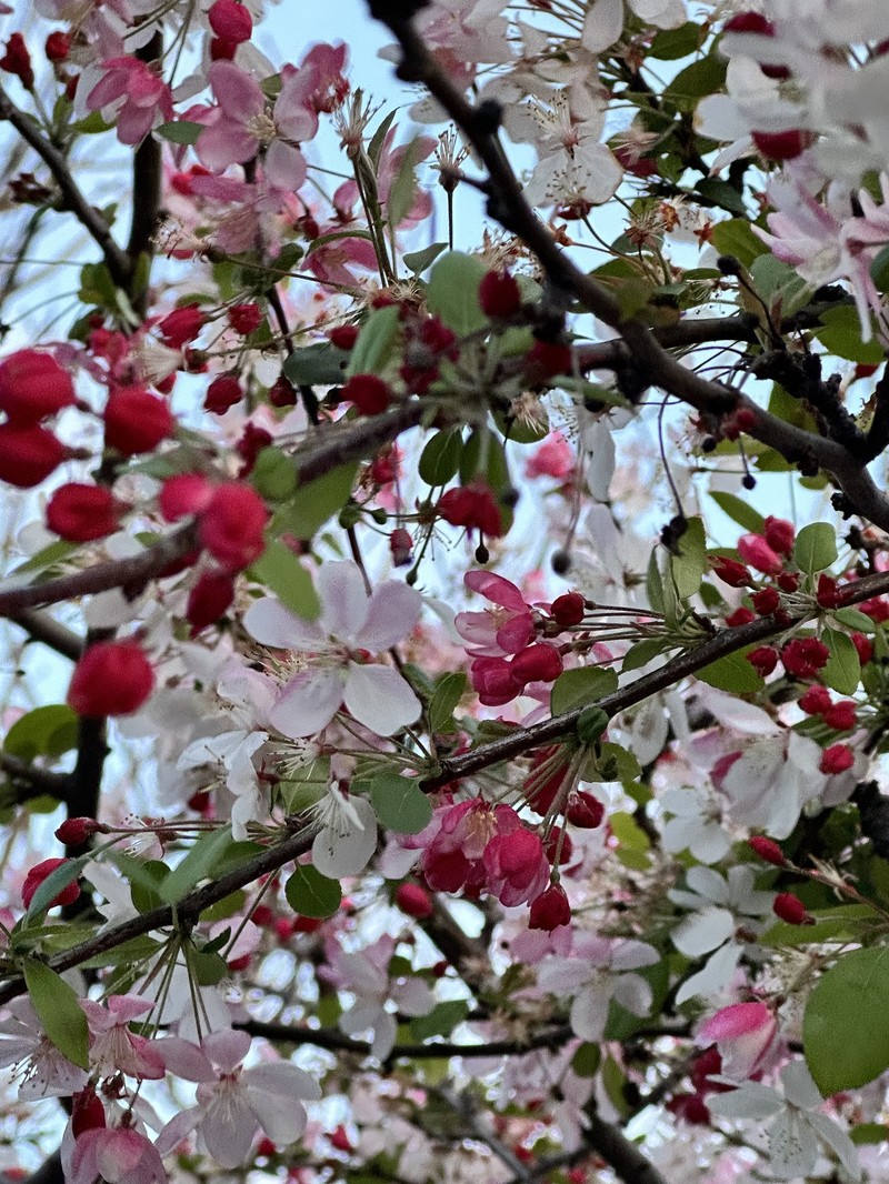 Japanese Flowering Crab Apple photo 6