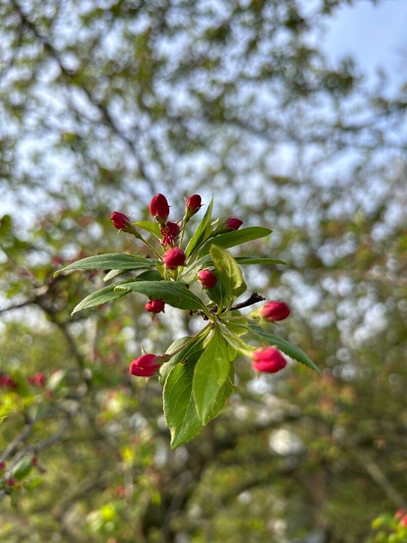Japanese Flowering Crab Apple photo 7