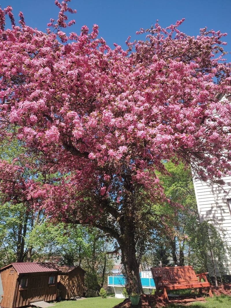 Japanese Flowering Crab Apple photo 8