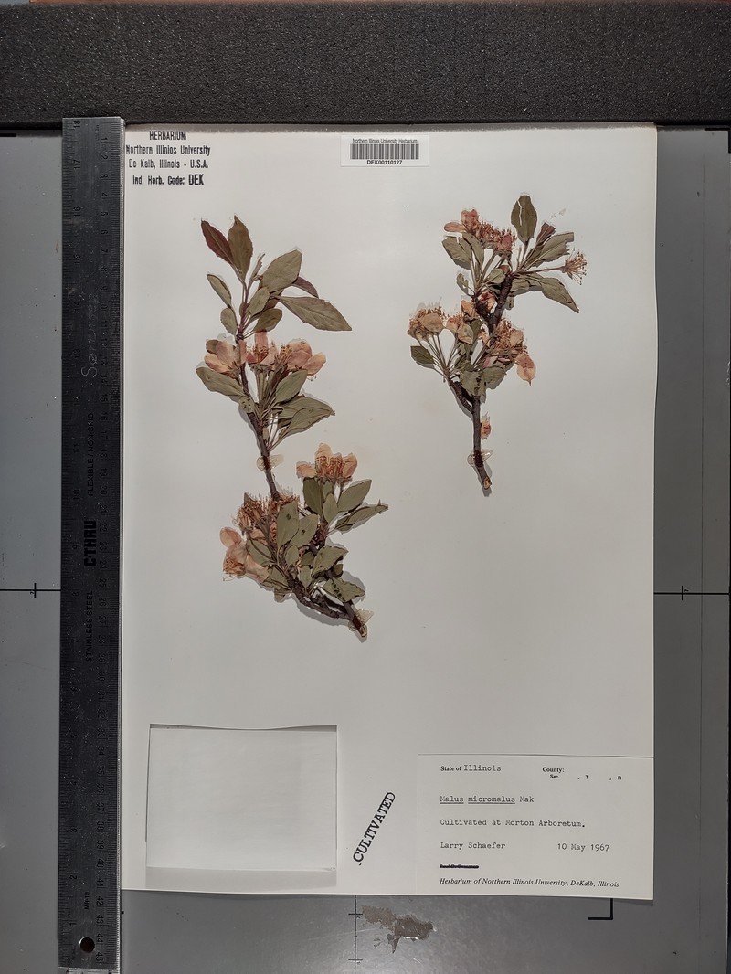 Kaido Crab Apple photo 2
