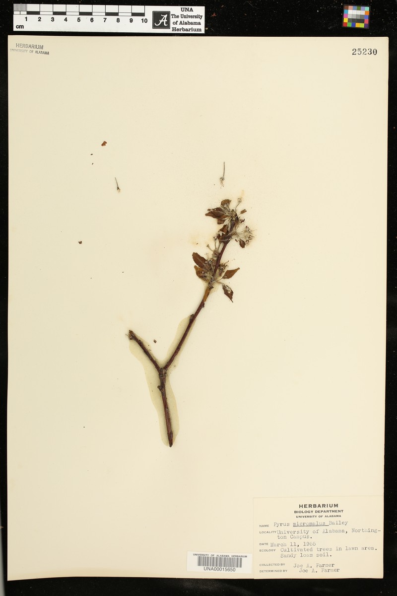 Kaido Crab Apple photo 5