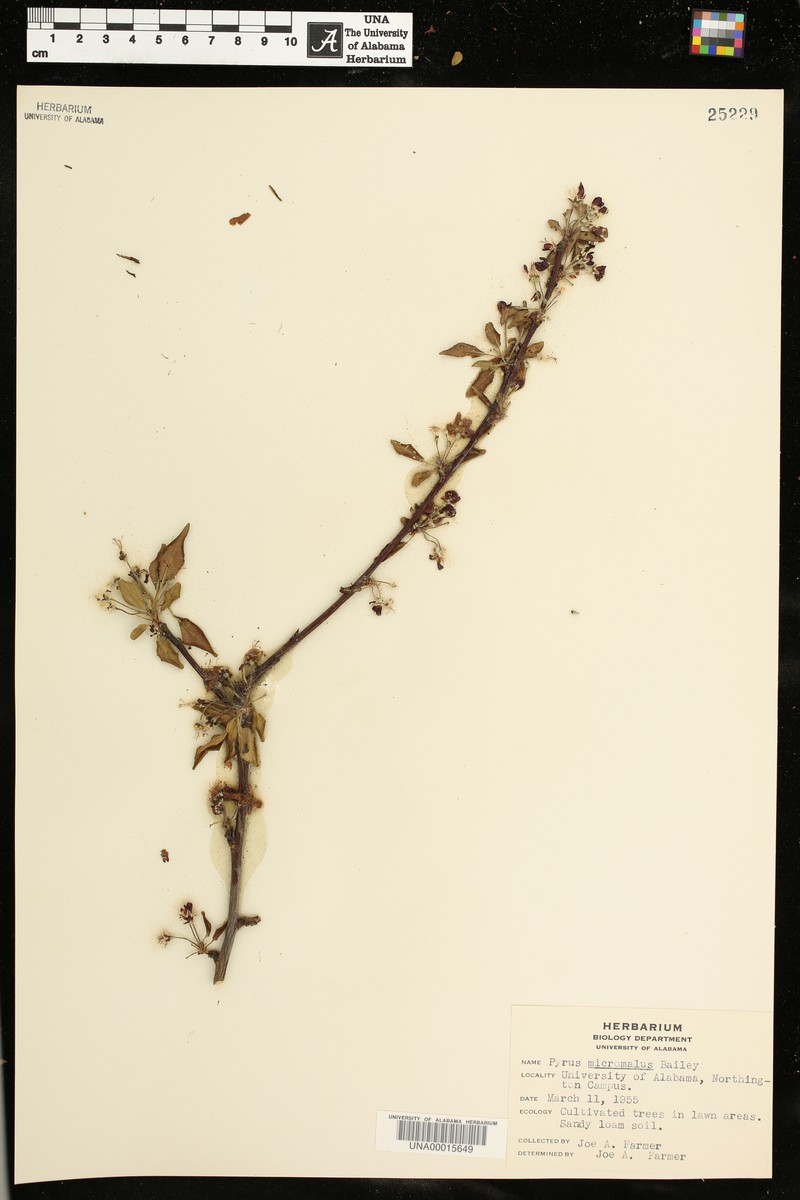 Kaido Crab Apple photo 6
