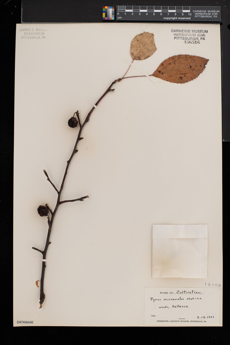 Kaido Crab Apple photo 7