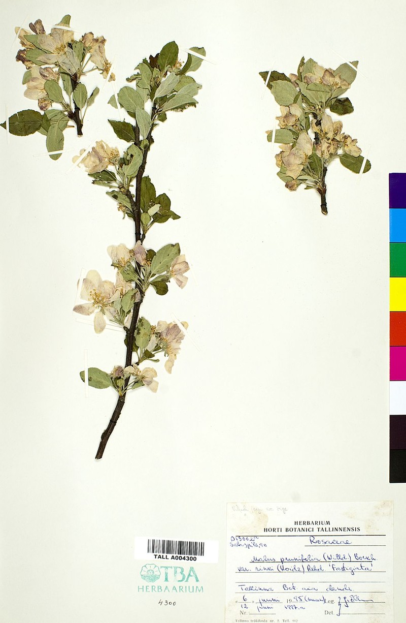 Malus asiatica