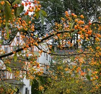 Southern Crab Apple