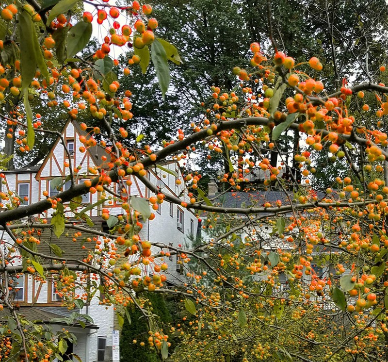 Southern Crab Apple
