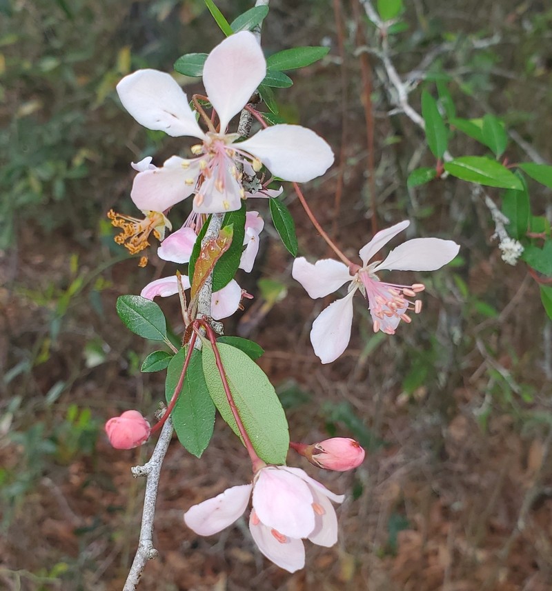 Southern Crab Apple photo 2