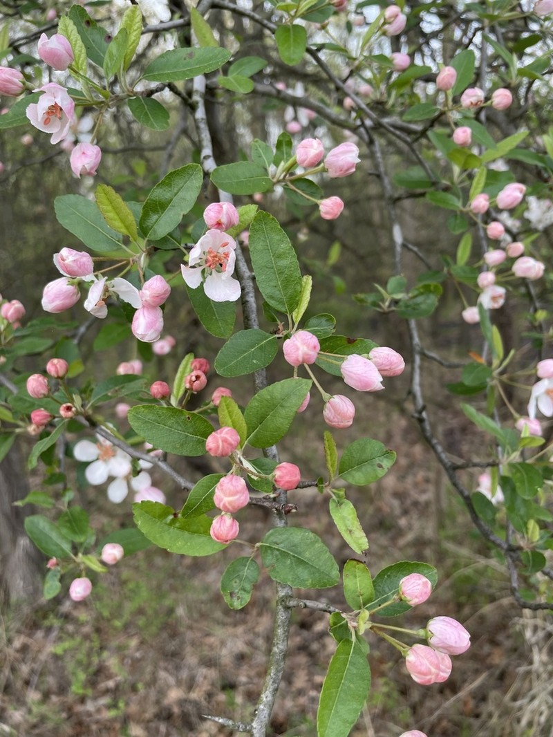 Southern Crab Apple photo 3