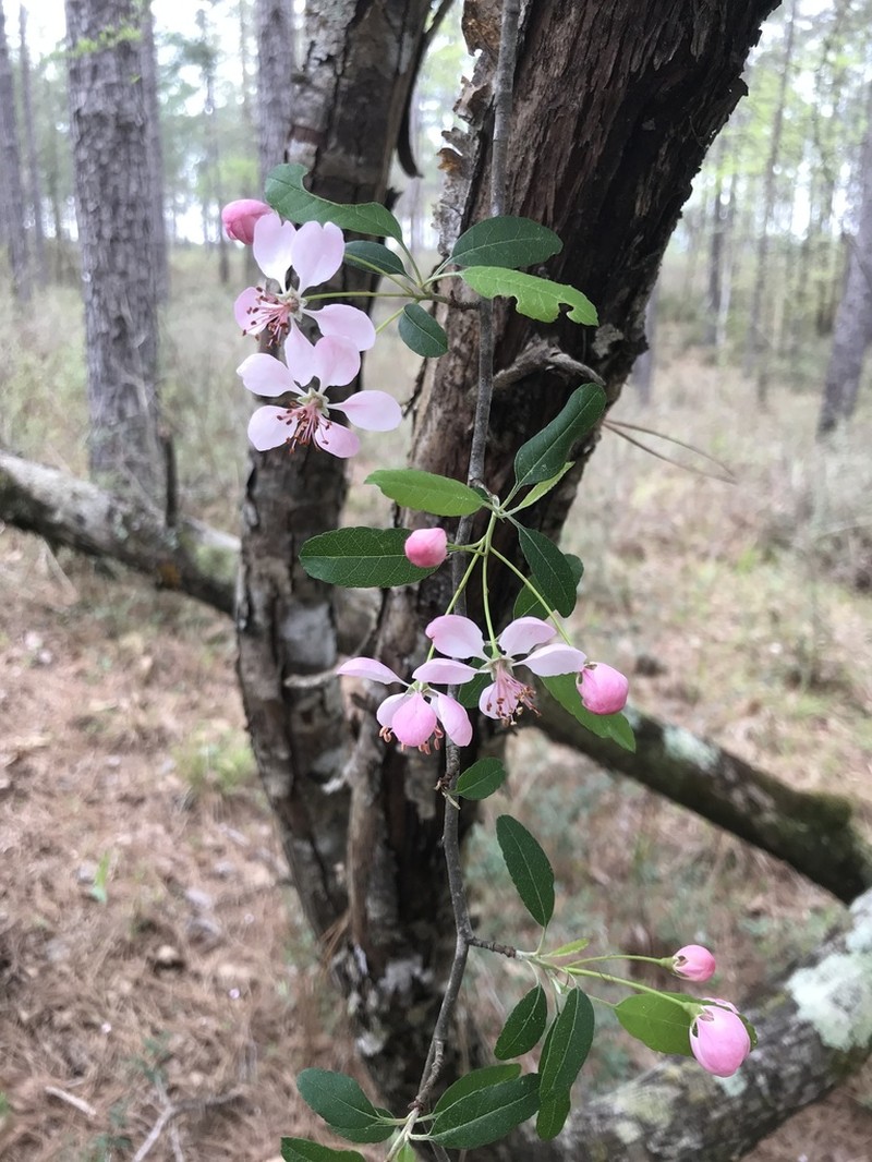 Southern Crab Apple photo 4