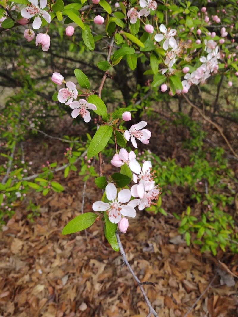 Southern Crab Apple photo 5