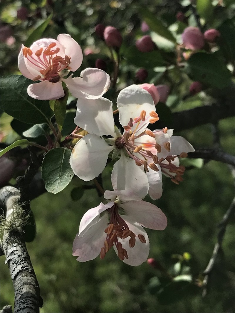 Southern Crab Apple photo 6