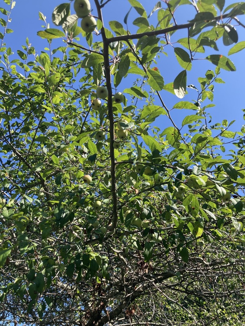 Southern Crab Apple photo 7