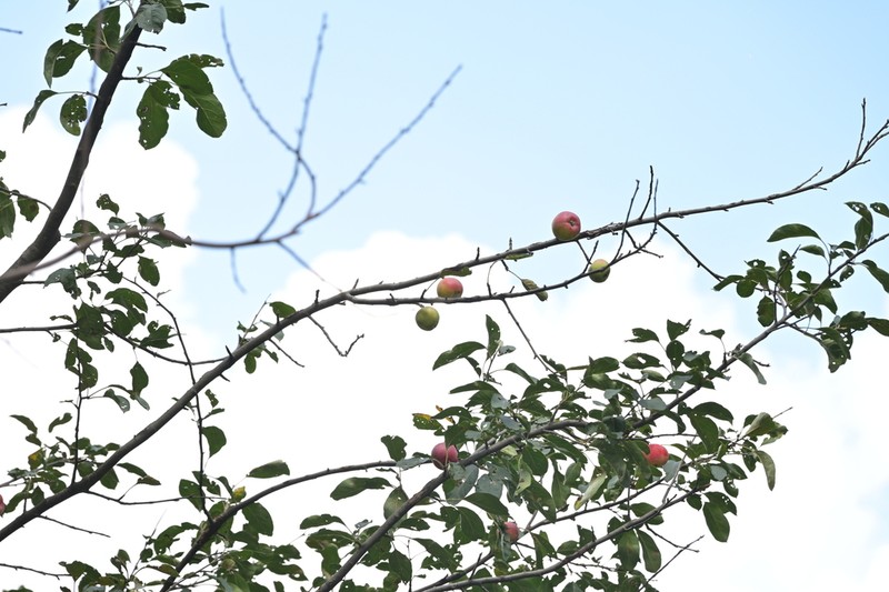 Malus asiatica photo 2