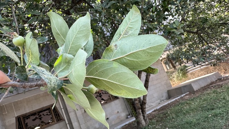 Malus asiatica photo 3