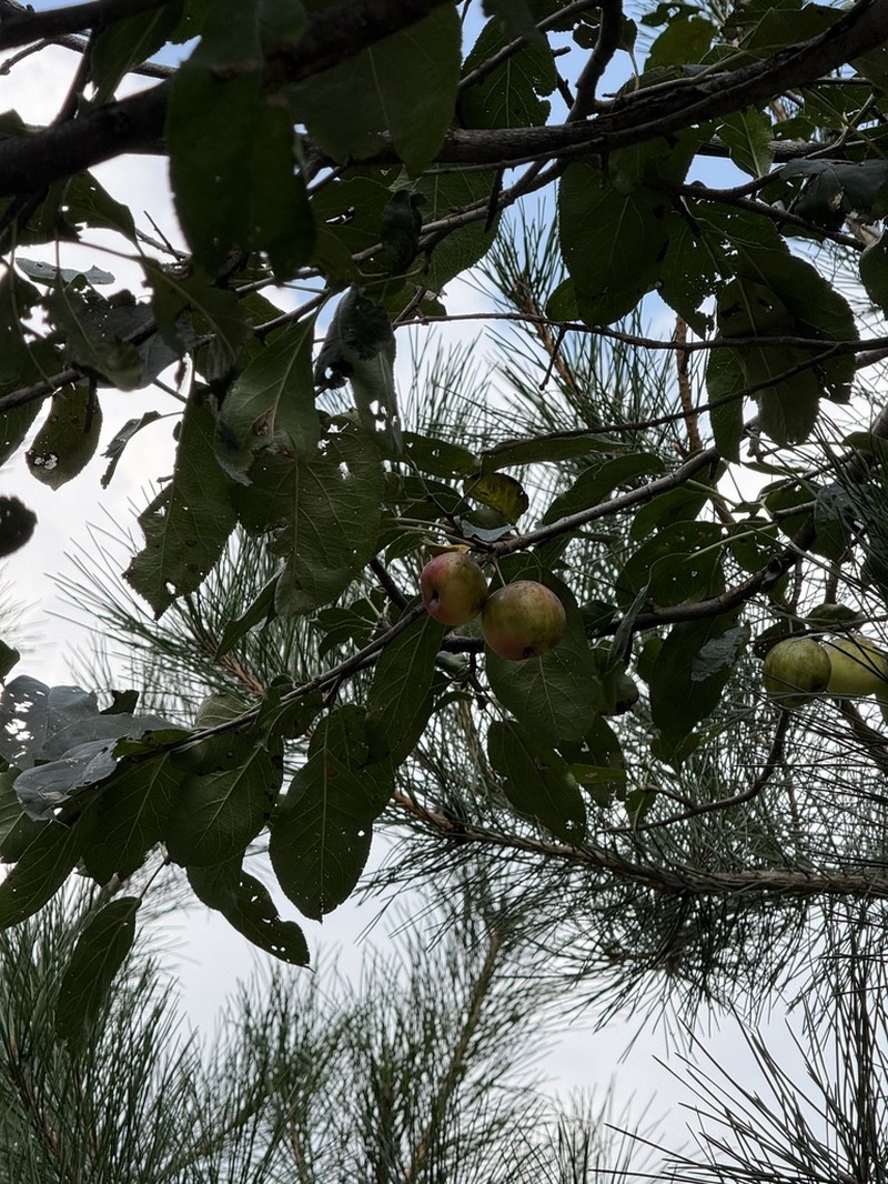 Malus asiatica photo 4