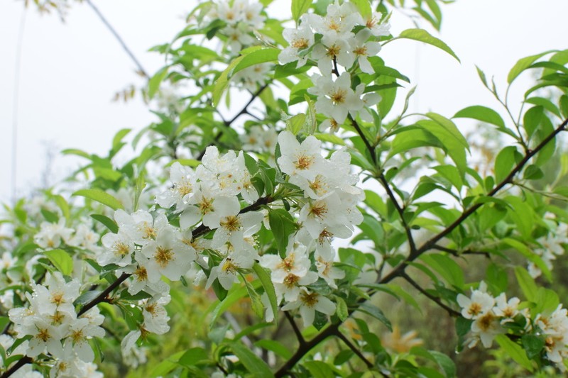 Malus asiatica photo 5