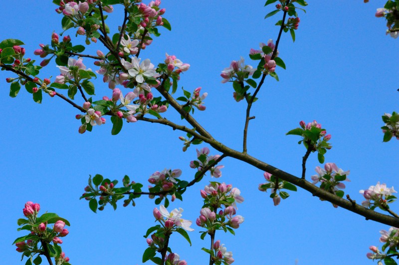 Malus asiatica