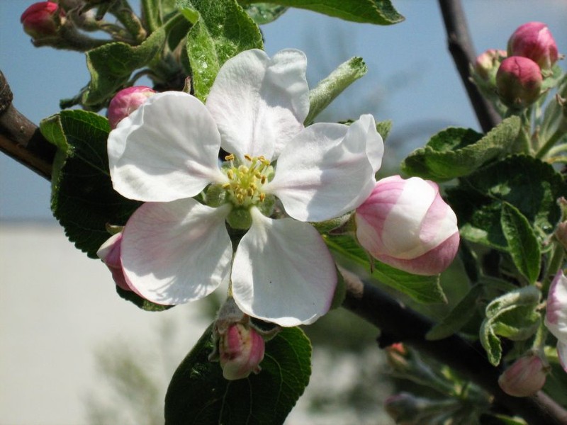 Malus asiatica photo 7