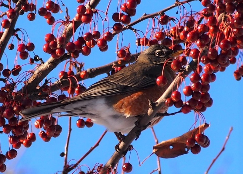 Siberian Crab Apple photo 3