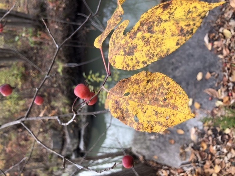 Siberian Crab Apple photo 4