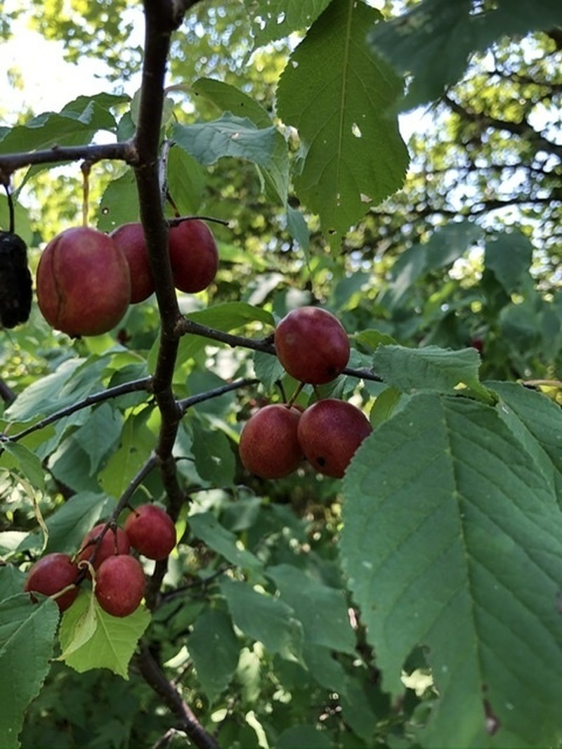 Siberian Crab Apple photo 5