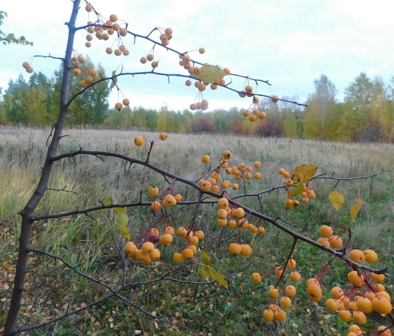 Siberian Crab Apple photo 6