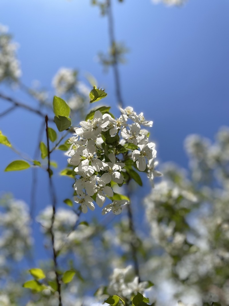 Siberian Crab Apple photo 7