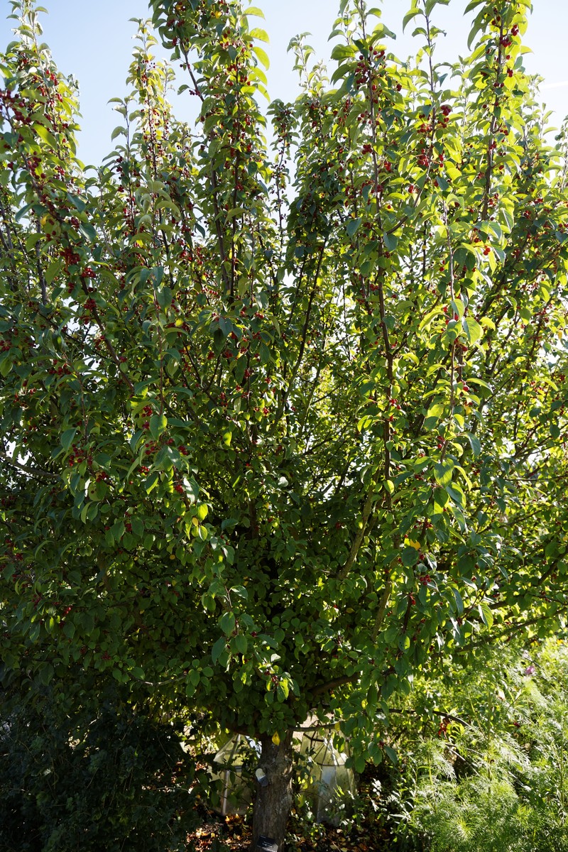 Siberian Crab Apple photo 5
