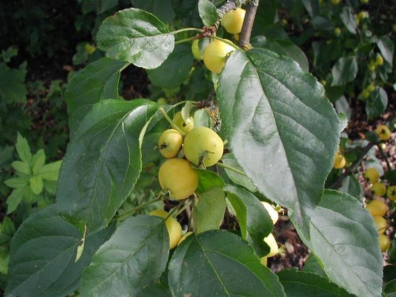 Siberian Crab Apple