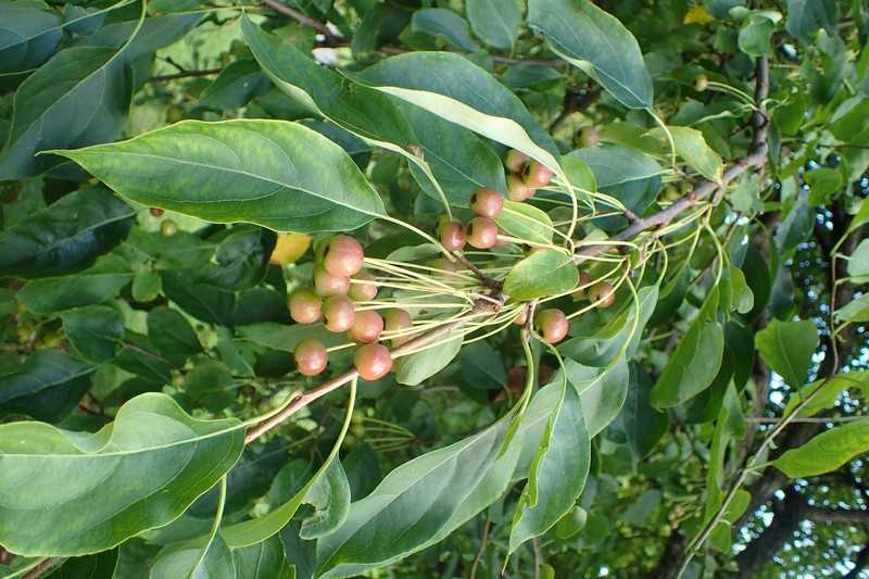Siberian Crab Apple photo 2