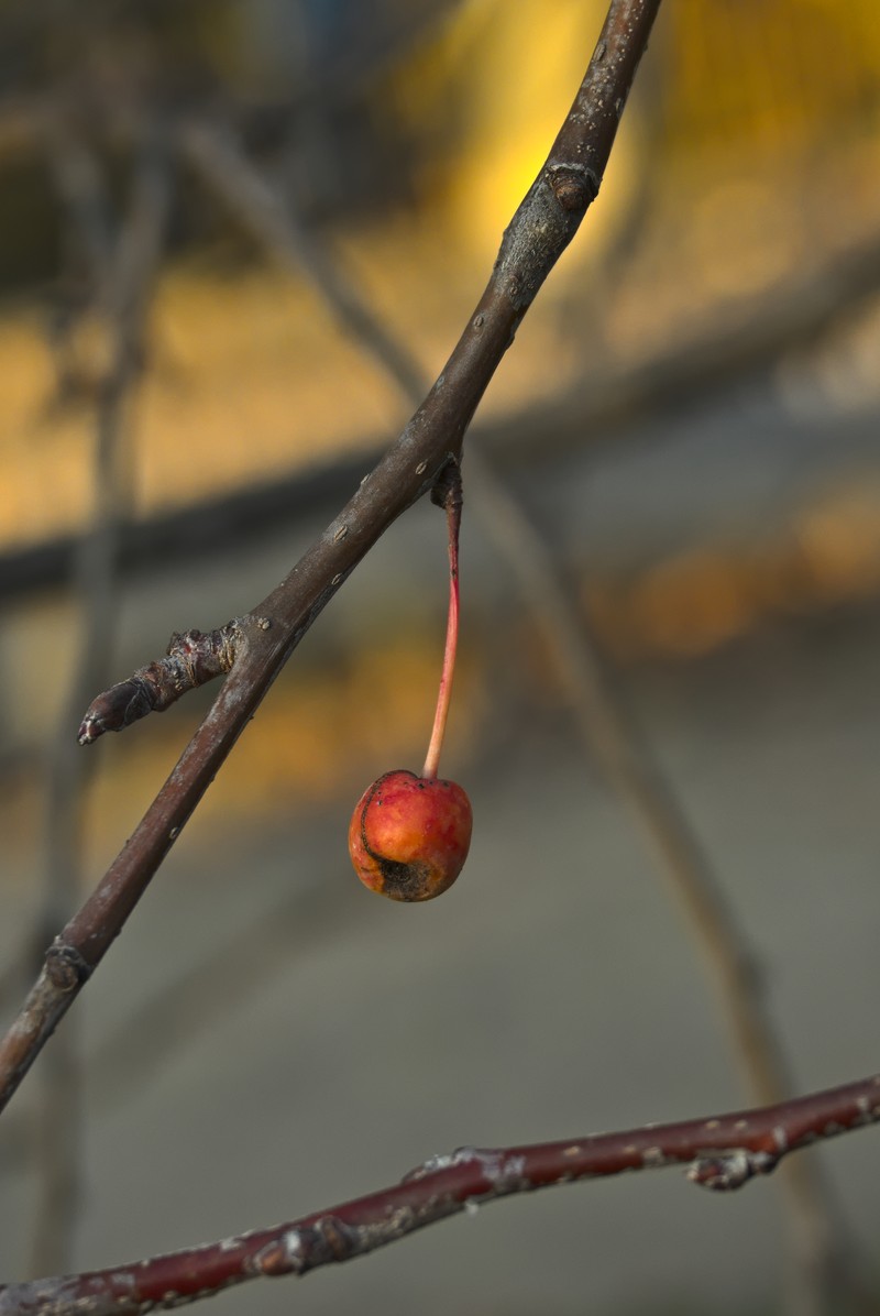 Siberian Crab Apple photo 3