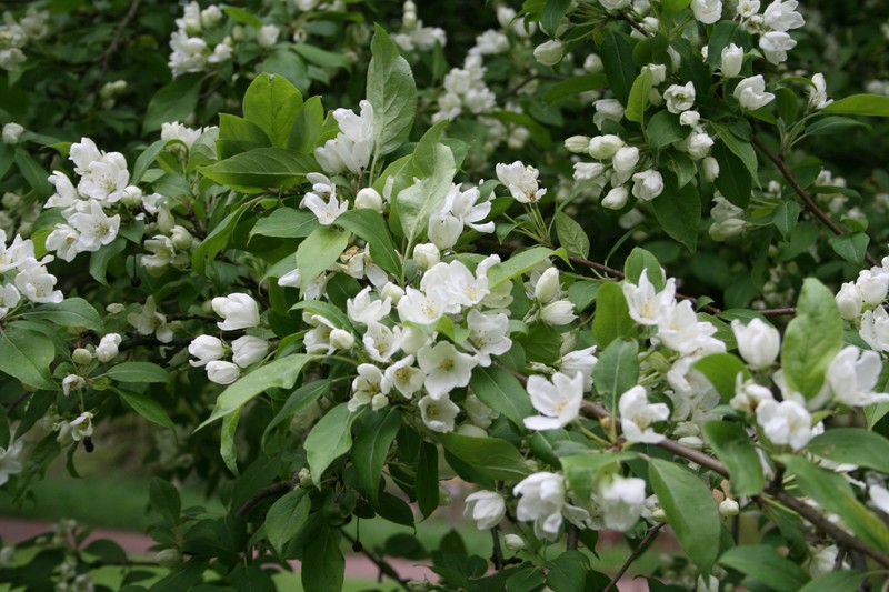 Siberian Crab Apple photo 4