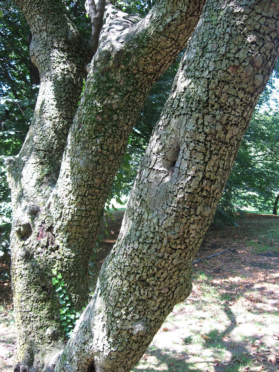 Siberian Crab Apple photo 7