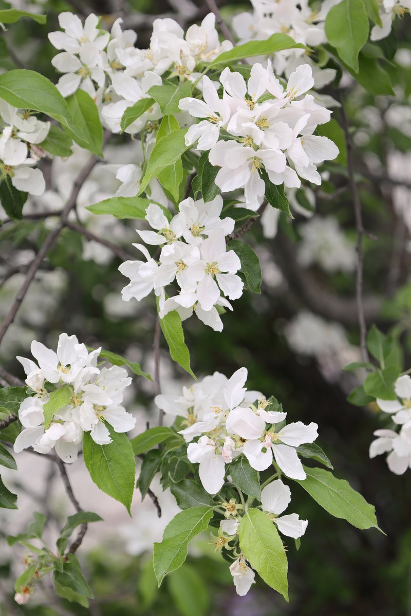 Siberian Crab Apple photo 8