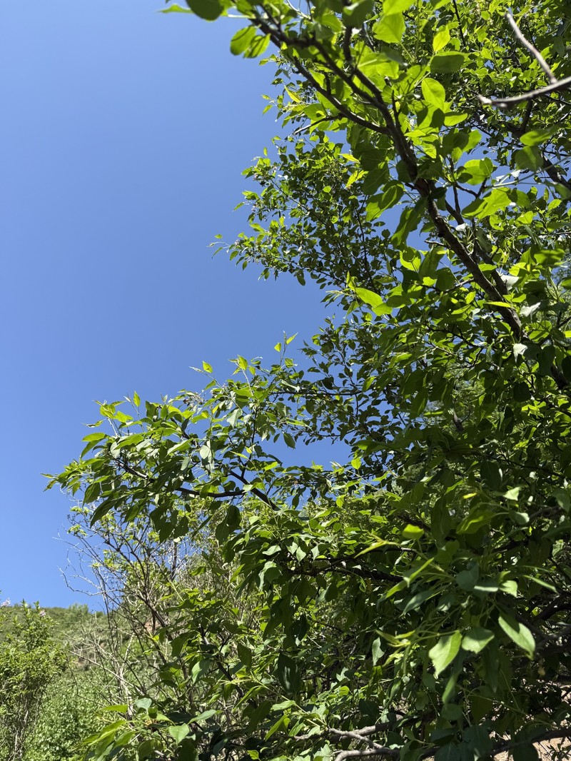 Malus baccata var. baccata