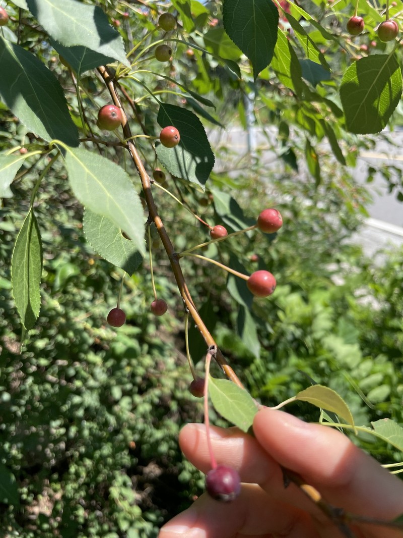 Malus baccata var. baccata photo 2