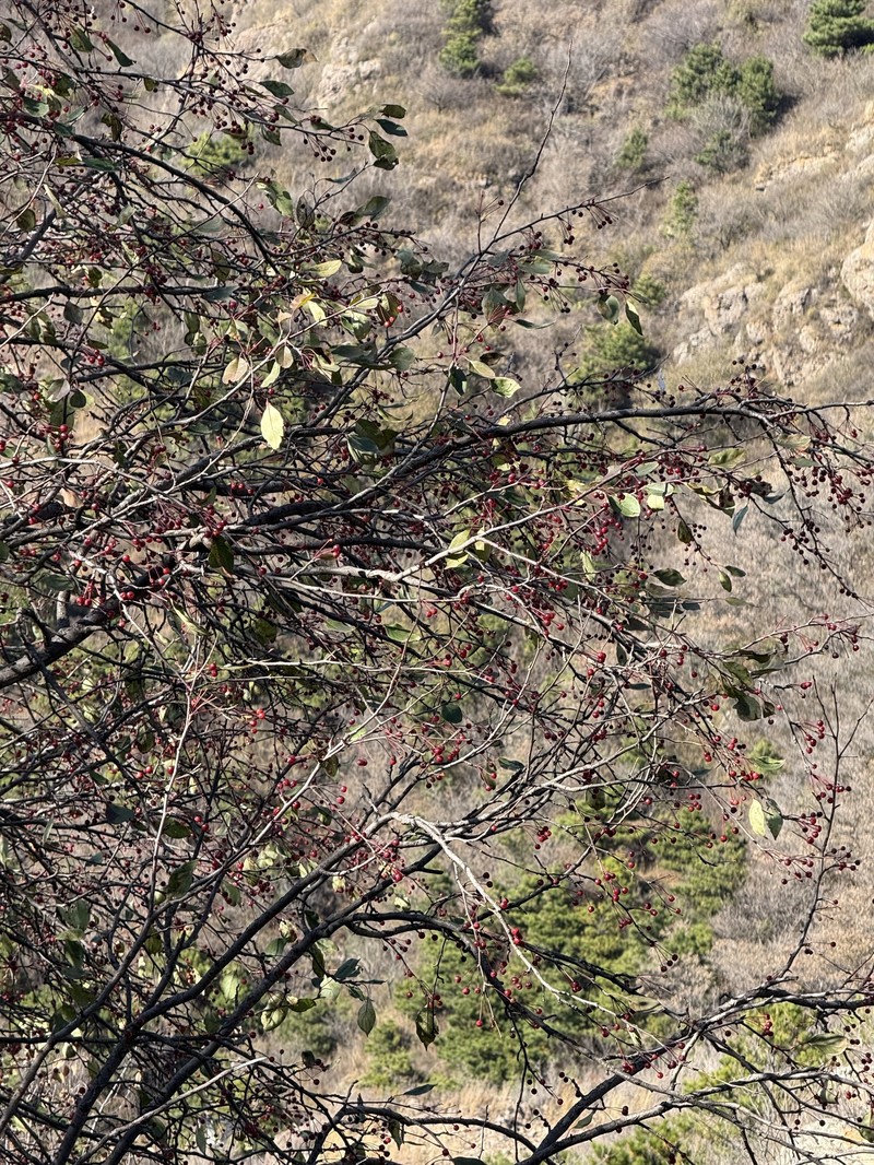 Malus baccata var. baccata photo 4