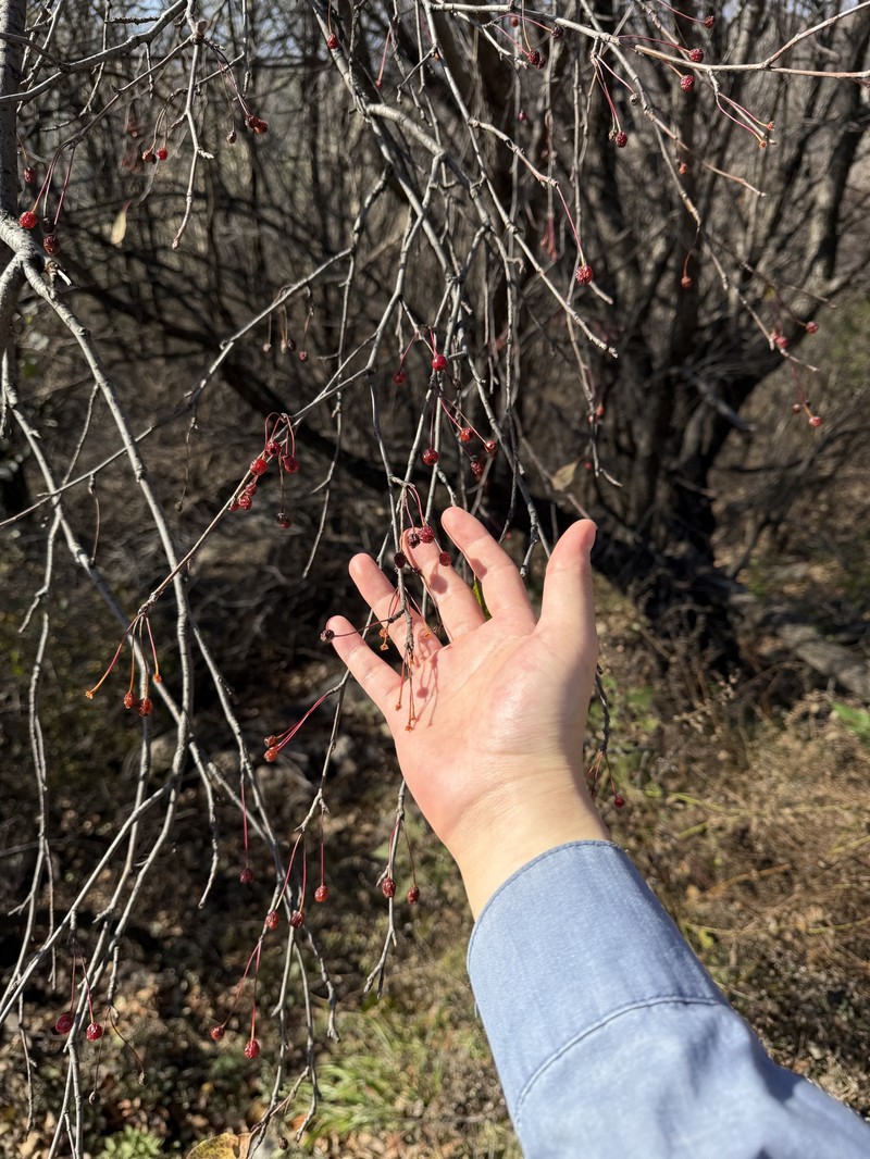 Malus baccata var. baccata photo 5