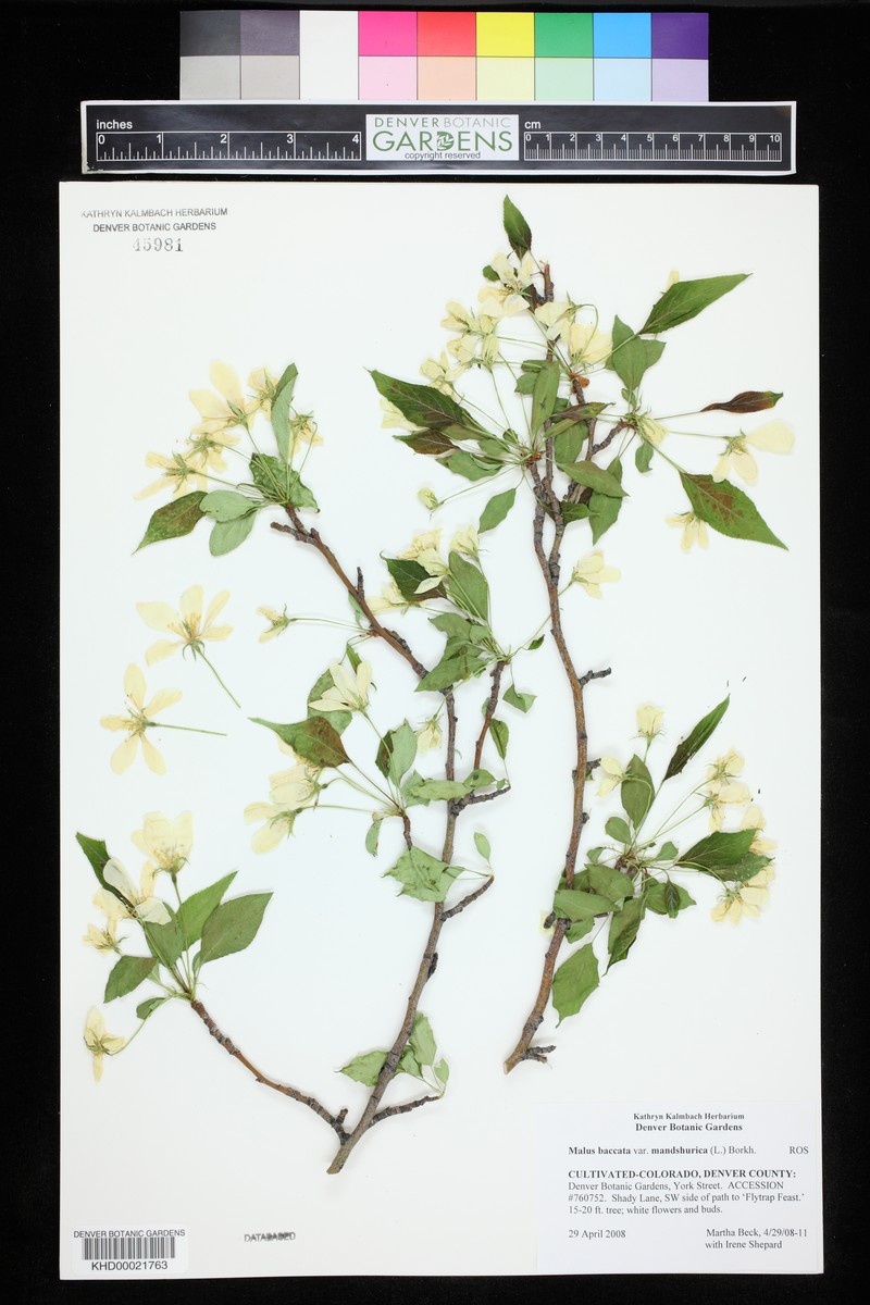 Manchurian Crab Apple