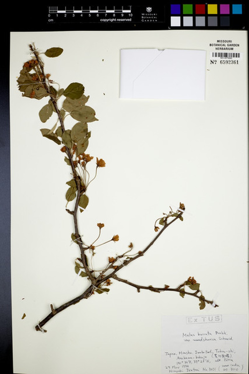 Manchurian Crab Apple photo 3
