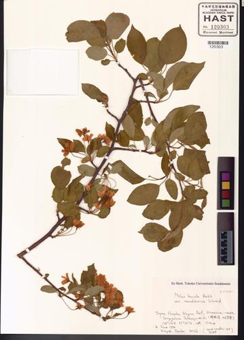 Manchurian Crab Apple photo 4