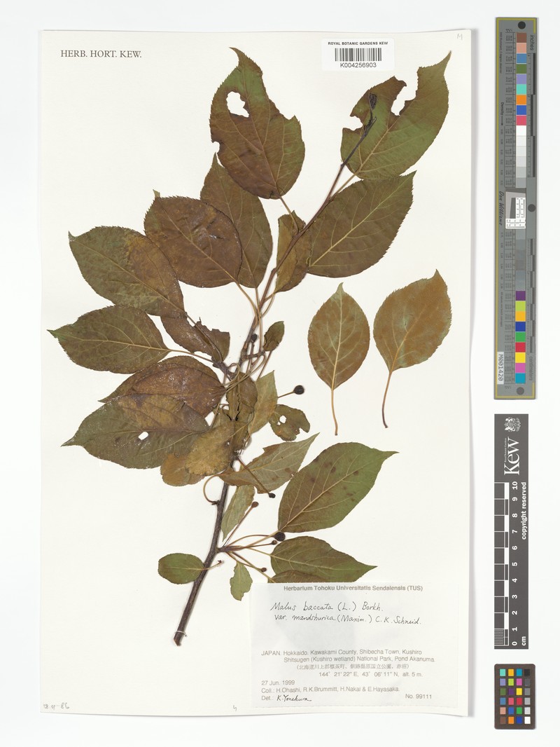 Manchurian Crab Apple photo 5