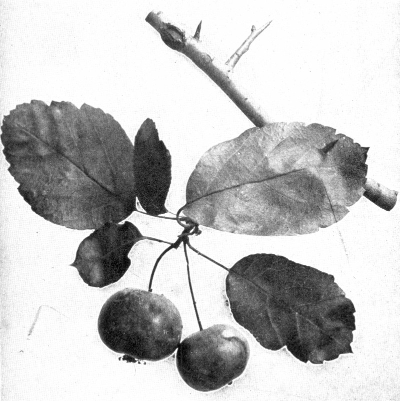 Sweet Crab Apple photo 5