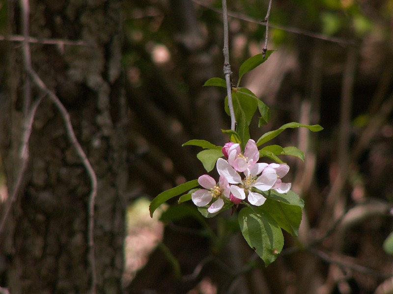 Sweet Crab Apple photo 6