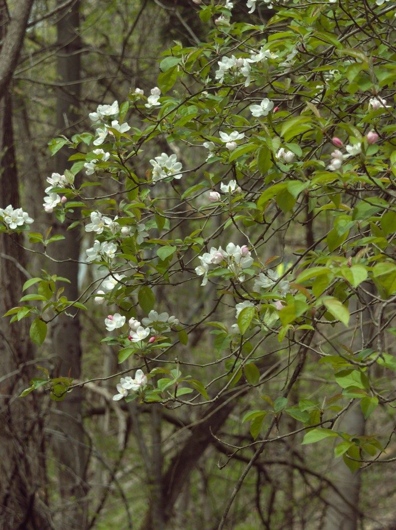Sweet Crab Apple photo 2