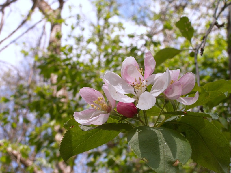 Sweet Crab Apple photo 3