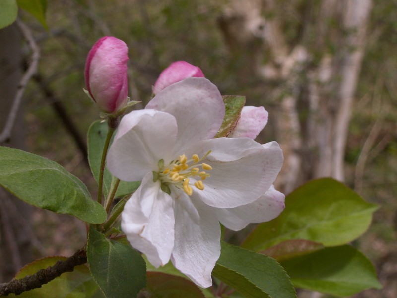 Sweet Crab Apple photo 4