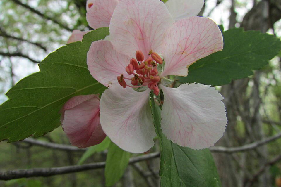 Sweet Crab Apple