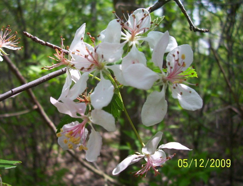 Sweet Crab Apple photo 2