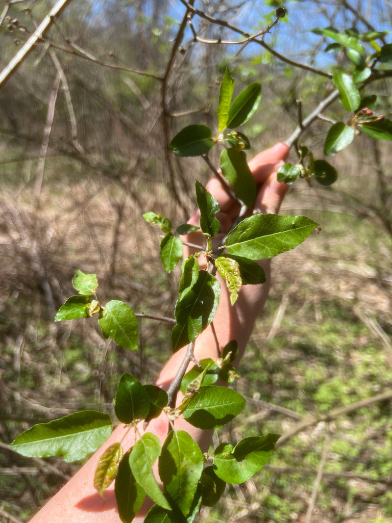 Sweet Crab Apple photo 3
